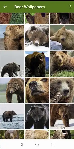 Play Bears Wallpapers  and enjoy Bears Wallpapers with UptoPlay