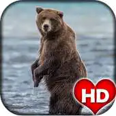 Free play online Bear Wallpaper Animal HD APK