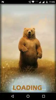 Play Bear Wallpaper Animal HD