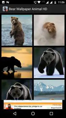 Play Bear Wallpaper Animal HD