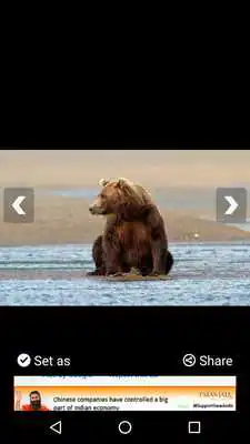 Play Bear Wallpaper Animal HD