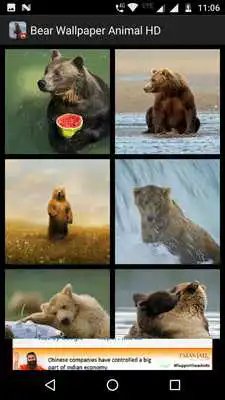 Play Bear Wallpaper Animal HD
