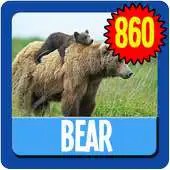 Free play online Bear Wallpaper HD Complete APK Free play online Bear Wallpaper HD Complete APK