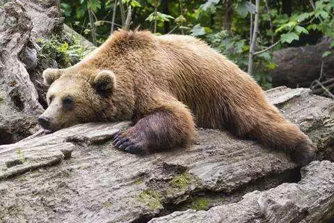 Play Bear Wallpaper