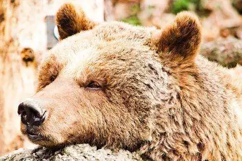 Play Bear Wallpaper