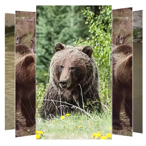 Play Bear Wallpapers APK Play Bear Wallpapers APK