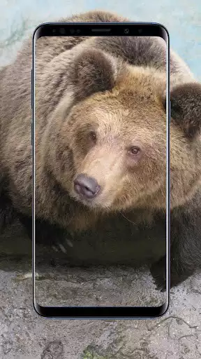 Play Bear Wallpapers as an online game Bear Wallpapers with UptoPlay