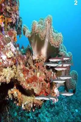 Play Beat up a shark