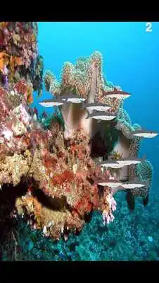 Play Beat up a shark