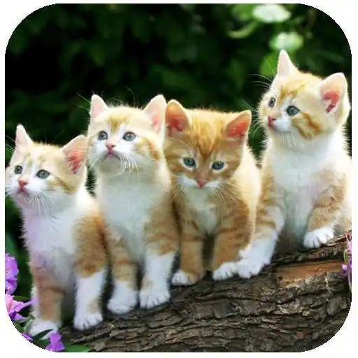 Play Beautiful Animal Wallpapers APK Play Beautiful Animal Wallpapers APK