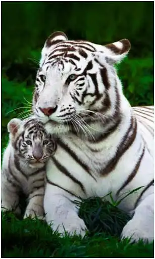 Play Beautiful Animal Wallpapers  and enjoy Beautiful Animal Wallpapers with UptoPlay