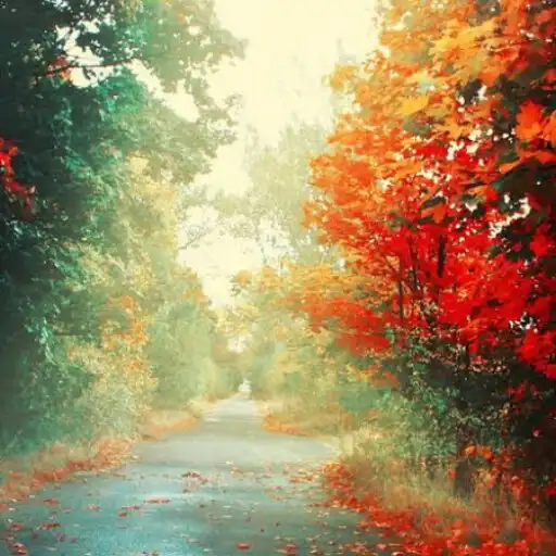Play Beautiful  Autumn Wallpaper HD APK