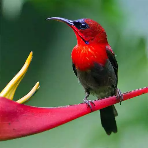 Free play online Beautiful Birds Live Wallpaper APK Free play online Beautiful Birds Live Wallpaper APK