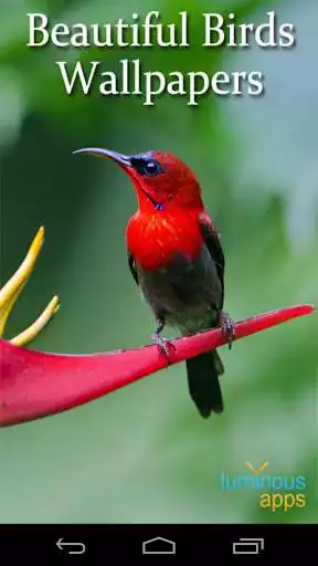 Play Beautiful Birds Live Wallpaper