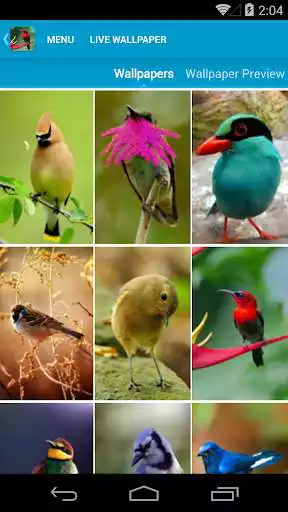 Play Beautiful Birds Live Wallpaper