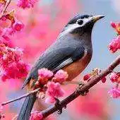 Free play online Beautiful Birds Wallpapers3 HD APK Free play online Beautiful Birds Wallpapers3 HD APK