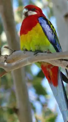 Play Beautiful Birds Wallpapers3 HD