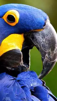 Play Beautiful Birds Wallpapers3 HD