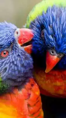 Play Beautiful Birds Wallpapers3 HD