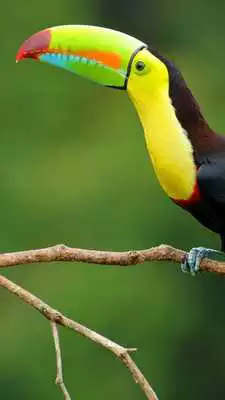 Play Beautiful Birds Wallpapers3 HD