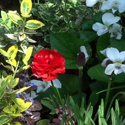 Free play online Beautiful blooming buttercups APK