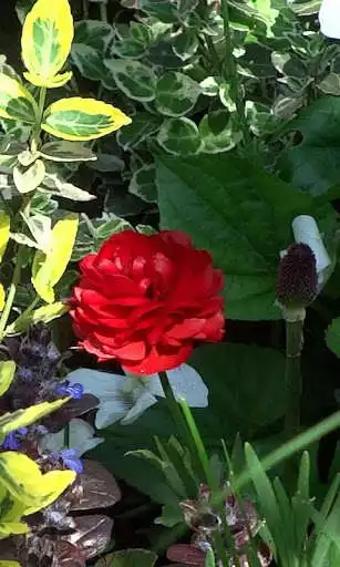 Play Beautiful blooming buttercups