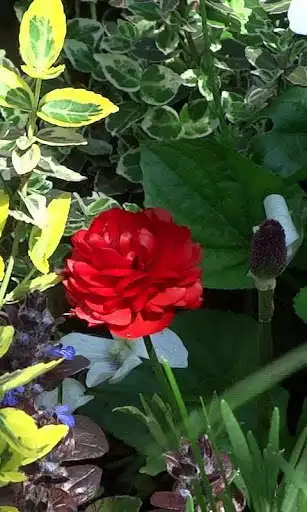 Play Beautiful blooming buttercups