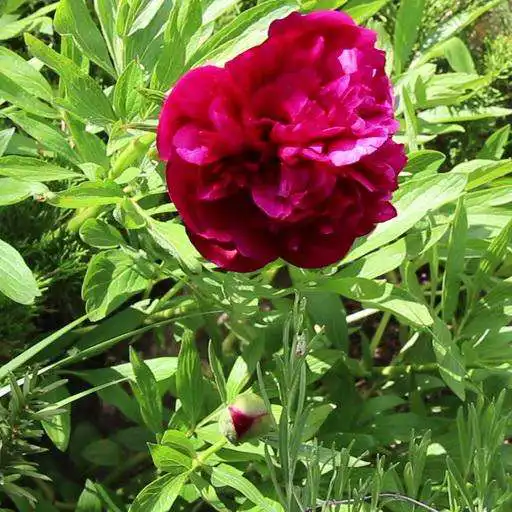 Run free android online Beautiful blooming peony APK