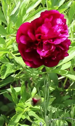 Play APK Beautiful blooming peony  and enjoy Beautiful blooming peony with UptoPlay com.topwallpaperz.beautifulbloomingpeony