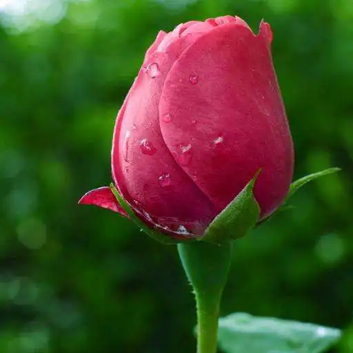 Free play online Beautiful buds of roses APK