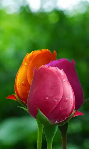 Play Beautiful buds of roses