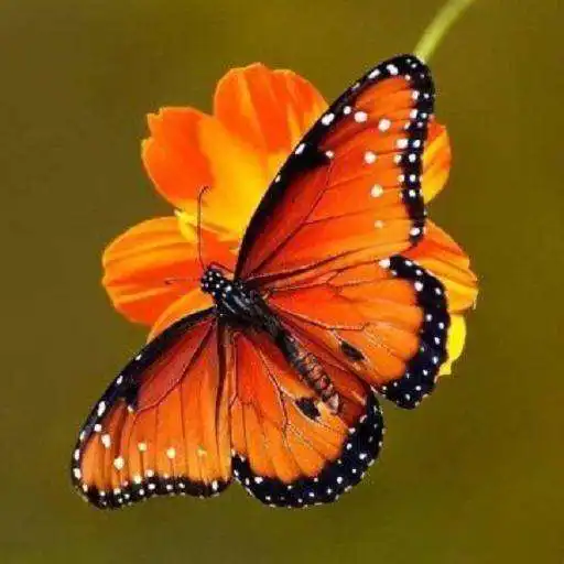 Free play online Beautiful Butterflies APK