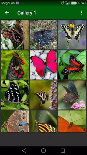 Play Beautiful Butterflies