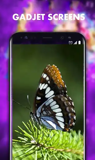 Play Beautiful Butterfly Wallpapers HD  and enjoy Beautiful Butterfly Wallpapers HD with UptoPlay