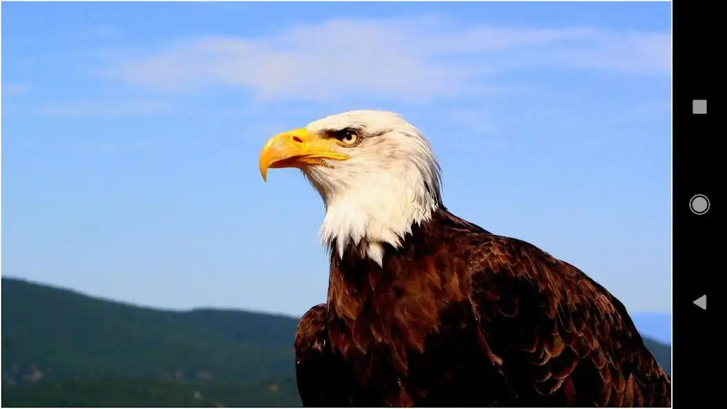 Play Beautiful Eagle Backgrounds  and enjoy Beautiful Eagle Backgrounds with UptoPlay