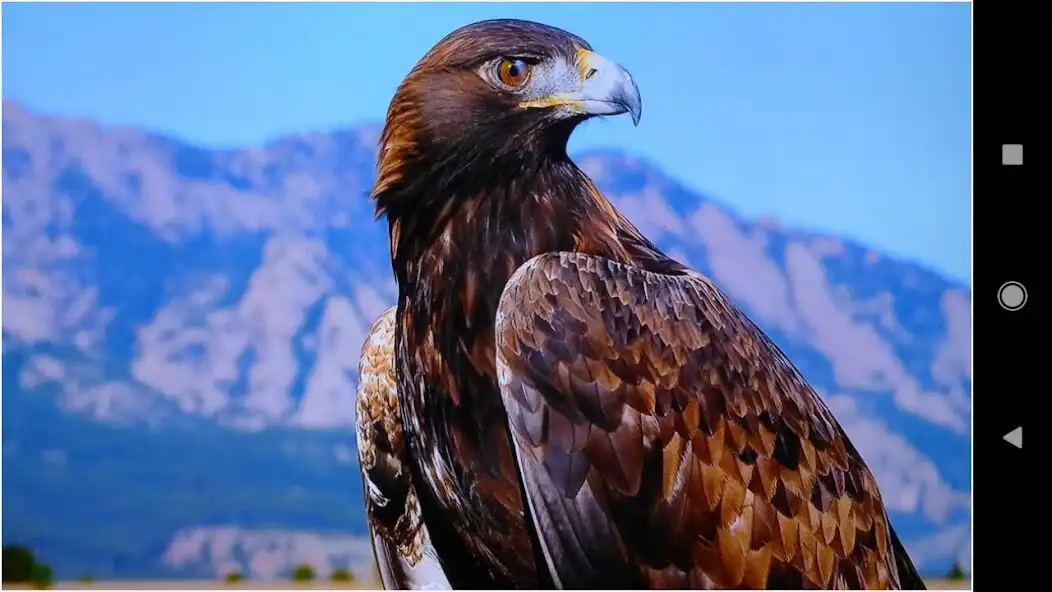 Play Beautiful Eagle Backgrounds as an online game Beautiful Eagle Backgrounds with UptoPlay
