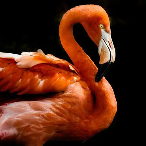 Play Beautiful Flamingo Backgrounds APK