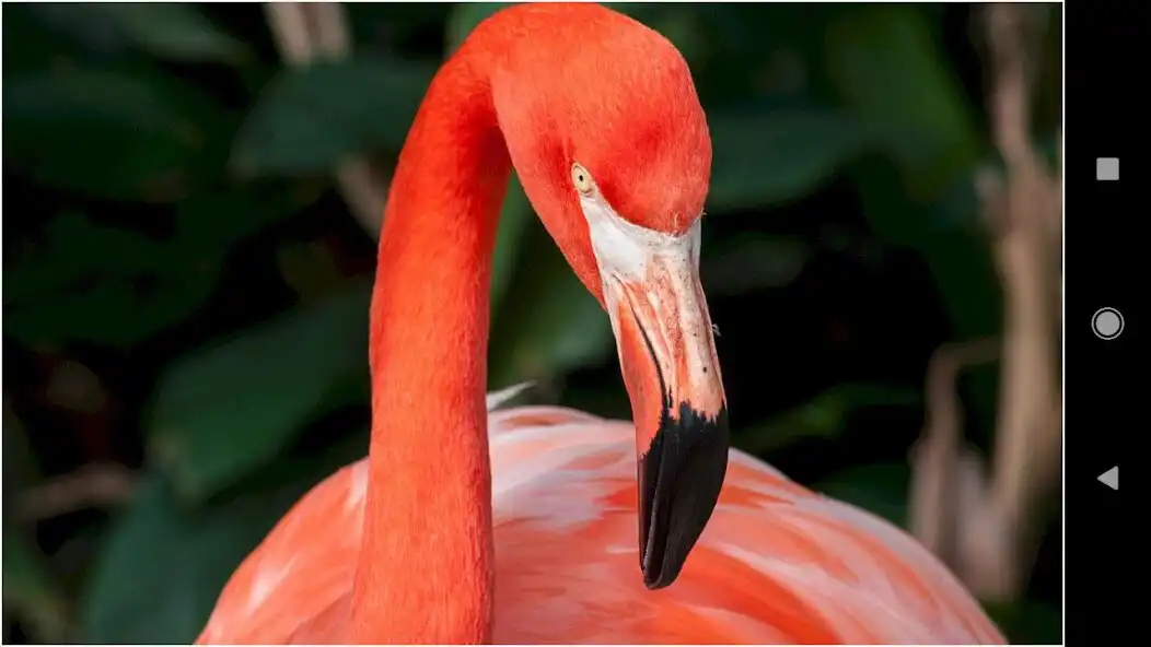 Play Beautiful Flamingo Backgrounds  and enjoy Beautiful Flamingo Backgrounds with UptoPlay