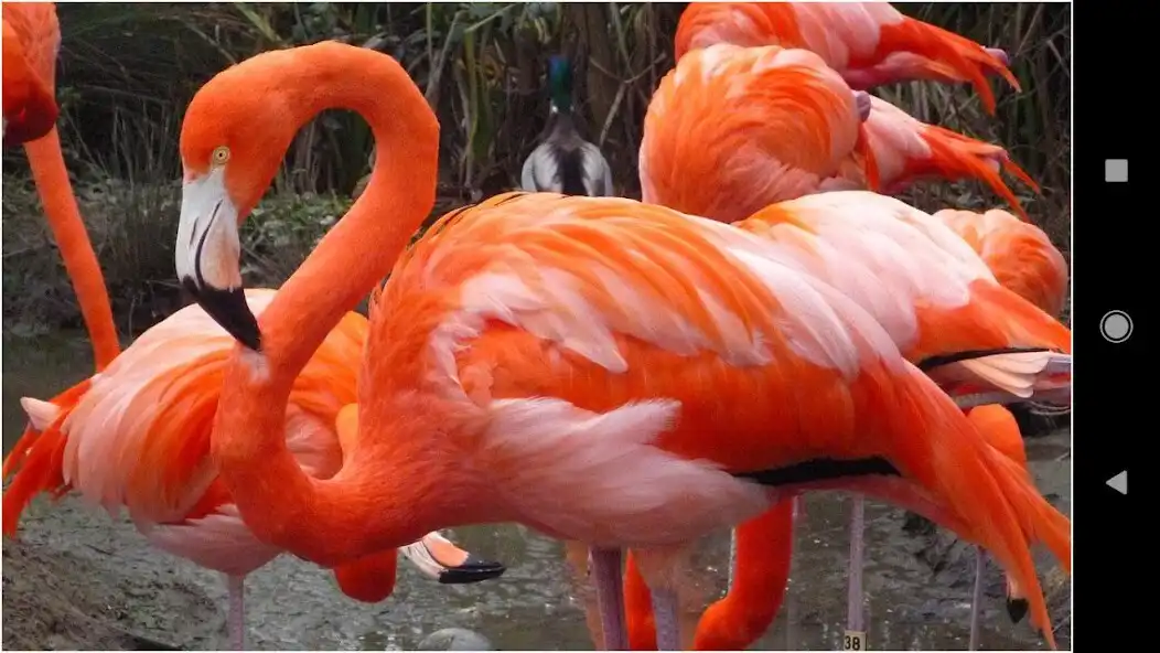 Play Beautiful Flamingo Backgrounds as an online game Beautiful Flamingo Backgrounds with UptoPlay