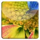 Free play online Beautiful Flower LiveWallpaper APK Free play online Beautiful Flower LiveWallpaper APK