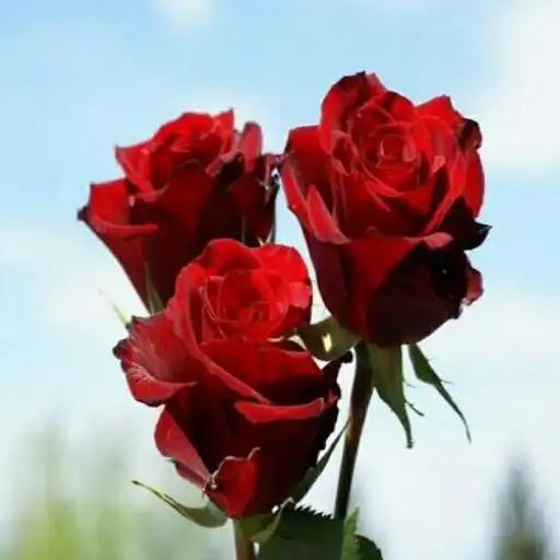 Free play online Beautiful Flowers APK