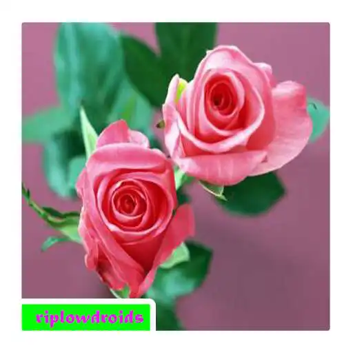 Play beautiful flowers ideas APK Play beautiful flowers ideas APK