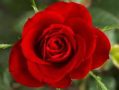 Play beautiful flowers ideas  and enjoy beautiful flowers ideas with UptoPlay