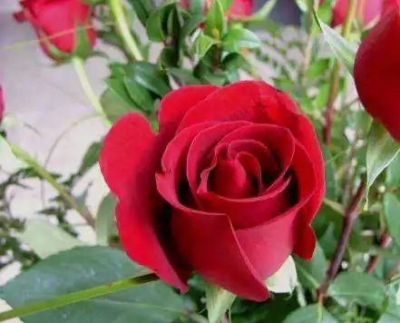 Play beautiful flowers ideas as an online game beautiful flowers ideas with UptoPlay