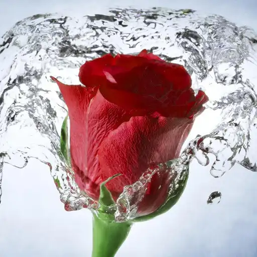 Play beautiful flowers images 2023 APK Play beautiful flowers images 2023 APK