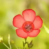 Free play online Beautiful flowers in nature APK Free play online Beautiful flowers in nature APK