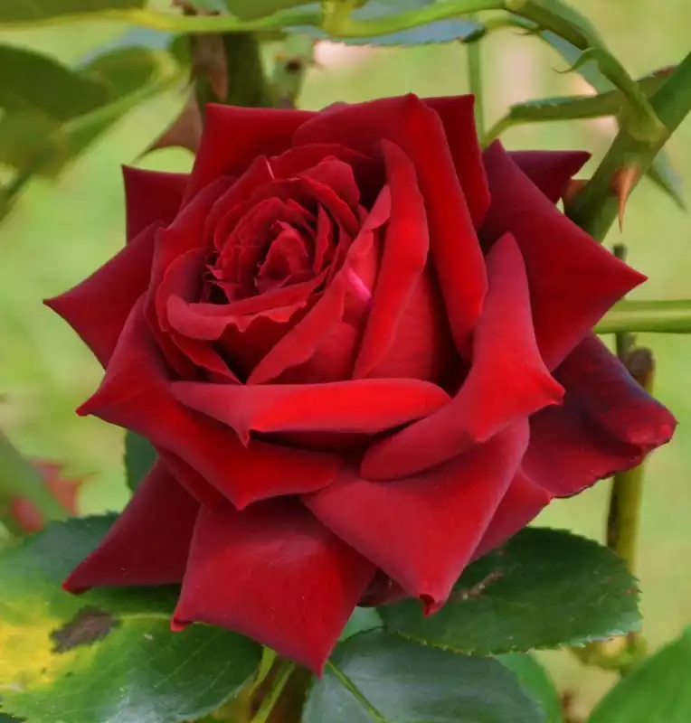 Play Beautiful flowers in nature