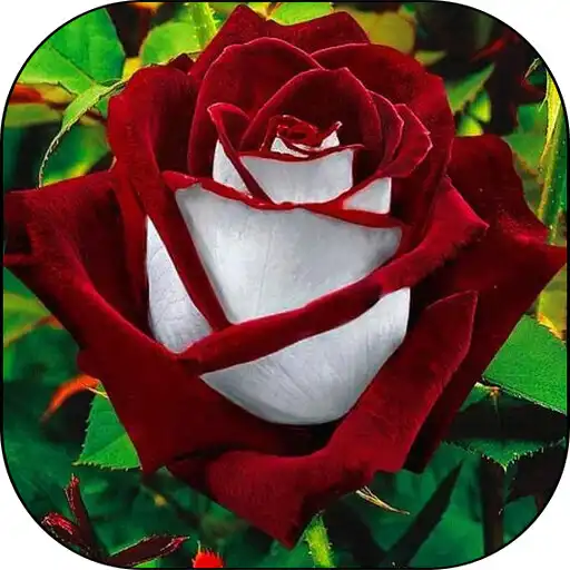 Play Beautiful flowers pictures APK Play Beautiful flowers pictures APK