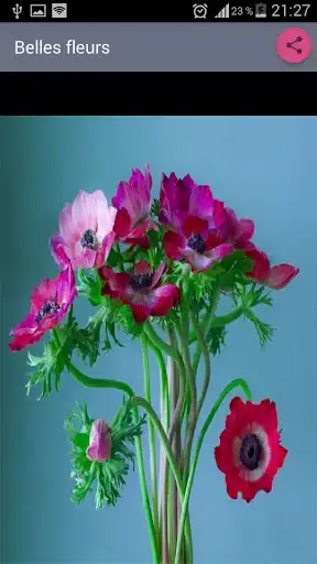 Play Beautiful Flowers