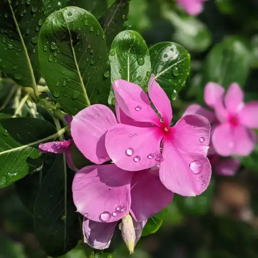 Play Beautiful Flowers Wallapapers APK